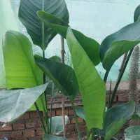 استرلیتزیا نیکولای یا پرنده بهشتی سفید