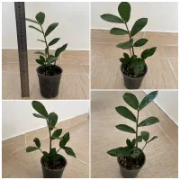 انواع گل و گیاه خاص|گل و گیاه طبیعی|مراغه, |دیوار