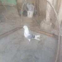 کفتر|پرنده|شیروان (خراسان), |دیوار