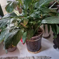 گل و گلدان اپارتمان ۱۶ عدد یکجا