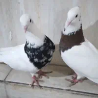 کبوتر