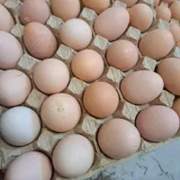 تخم مرغ محلی|خوردنی و آشامیدنی|زنجان, |دیوار