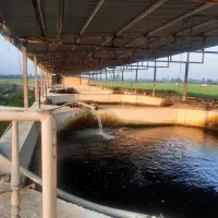 کارگر پرورش ماهی