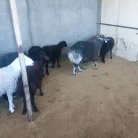 بره نر کشتاری درجه یک|حیوانات مزرعه|قزوین, |دیوار