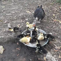 اردک اسرائیلی بابچه