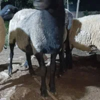 قوچ رومانوف جوان