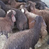 بره افشاری فروشی