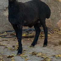 برهقوچ شالی|حیوانات مزرعه|آبگرم, |دیوار