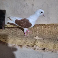 کبوتر سالم