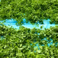 استخدام نیروی خدماتی