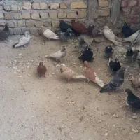 کبوتر پلاکی|پرنده|شیراز, شهرک کوشکک|دیوار