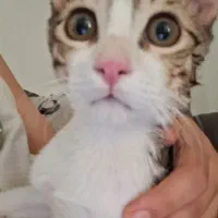 واگذاری گربه|گربه|بهبهان, |دیوار