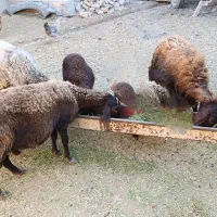 فروش گوسفند با بره|حیوانات مزرعه|سراب, |دیوار