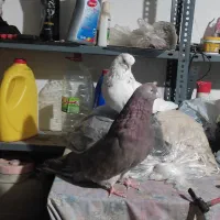 کبوتر|پرنده|اردبیل, |دیوار