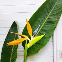 گل پرنده بهشتی فیکوس برگ انجیری مونسترا