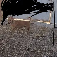 پاکوتاه گوش تیز|سگ|کاشمر, |دیوار