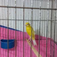 فروش قناری دهن زن و ماده