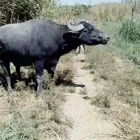 گمشده|حیوانات|آبادان, |دیوار