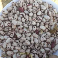 لوبیا چیتی رقم کوشا