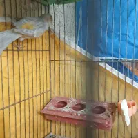 قناری نر بخون آماده|پرنده|پیر بکران, |دیوار