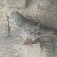 کوهی دمسفیدگرفتنی