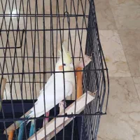 طوطی عروس|پرنده|اقبالیه, |دیوار