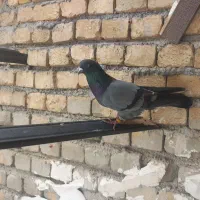 کفتر نر سبز