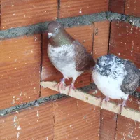 کبوتر|پرنده|بندر ترکمن, |دیوار