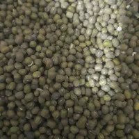 ماشک ارتشی خوش پخت