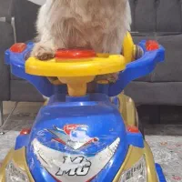 مادر و توله میکس شیتزو فلت و پامر روباهی اصیل|سگ|مشهد, کلاکوب|دیوار