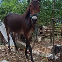 قاطر جوان|حیوانات مزرعه|رانکوه, |دیوار