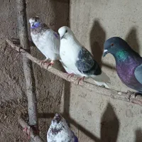 کفتر در آلوچه فولادلو