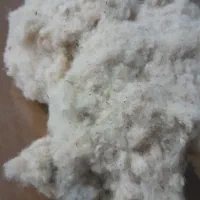 پنبه حلاجی شده