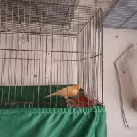 پرنده|پرنده|روانسر, |دیوار