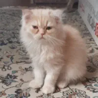 واگذاری توله اسکاتیش