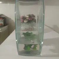 ماهی فایتر ماده با تنگ