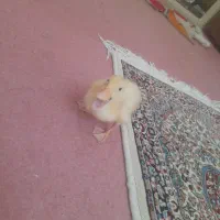 فروش جوجه غاز