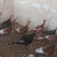 ۱۸عددبوقلمون نر وماده|حیوانات مزرعه|زیویه, |دیوار