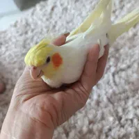 عروس هلندی نر