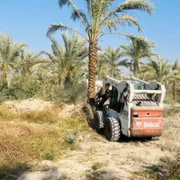 نخل به  آستارا رسید|خدمات باغبانی و درختکاری|آستارا, |دیوار