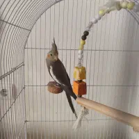 عروس هلندی نر ۵ ماهه