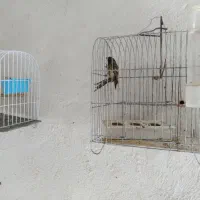 فروش سهره بزرگ و گلبسر و قناری ماده ابلغ سرخ|پرنده|چمستان, |دیوار
