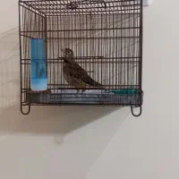 سهره شاه تخم بخون