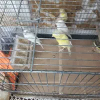 قناری نروماده رسمی