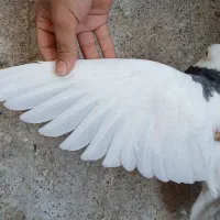 طوقی|پرنده|اصفهان, عمان سامانی|دیوار