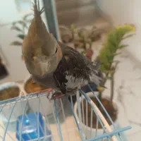 عروس هلندی سخنگو