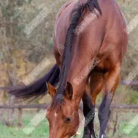 اسب نریان کورد