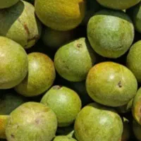 گردو سبز  تویسرکان