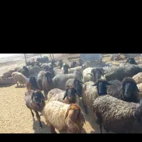 فروش ۵۰ راس میش بره دار|حیوانات مزرعه|شیراز, باباکوهی|دیوار