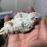 گرینچیک سرلاکی ملنگو رنگی شاه طوطی خورشیدی راهب|پرنده|شیراز, شهرک گلها|دیوار